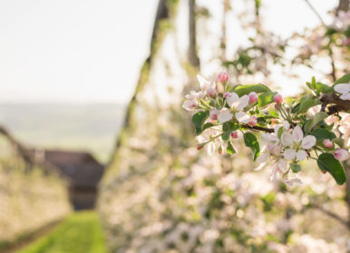 Apfelblüten